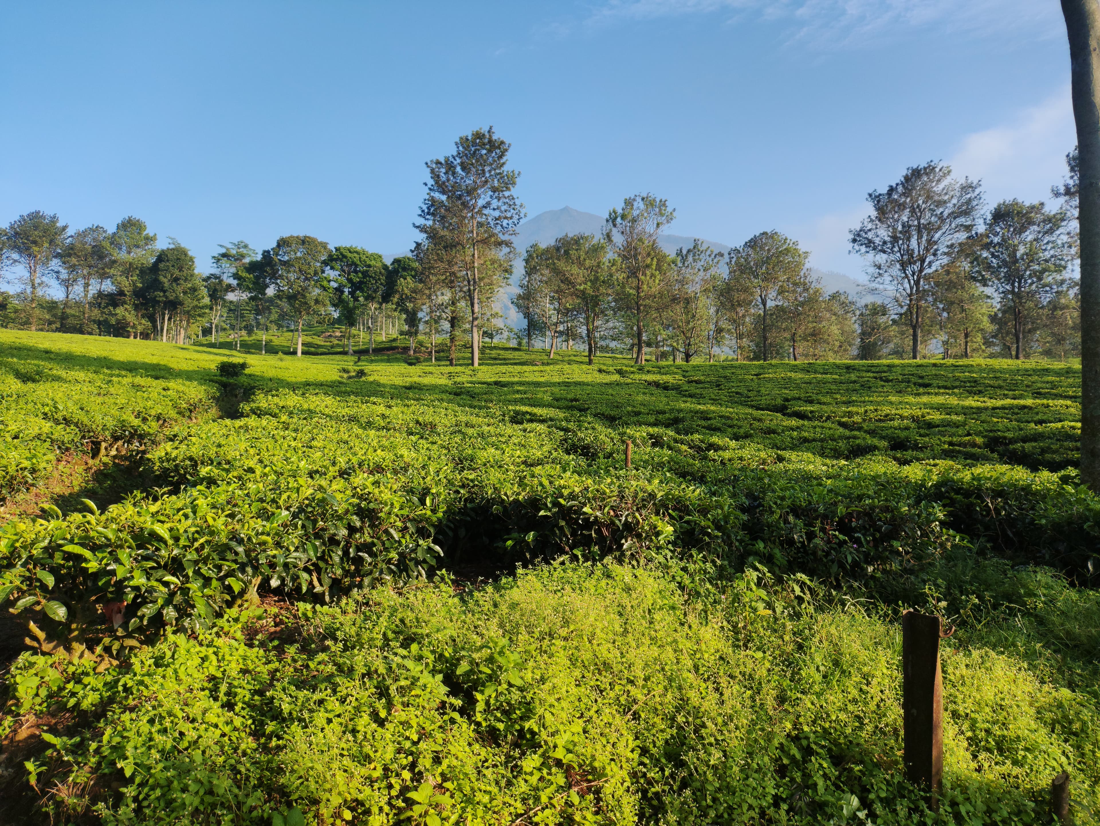 Kebun Teh Wonosari